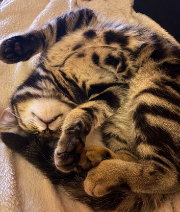 8 Month Tabby/Bengal cross