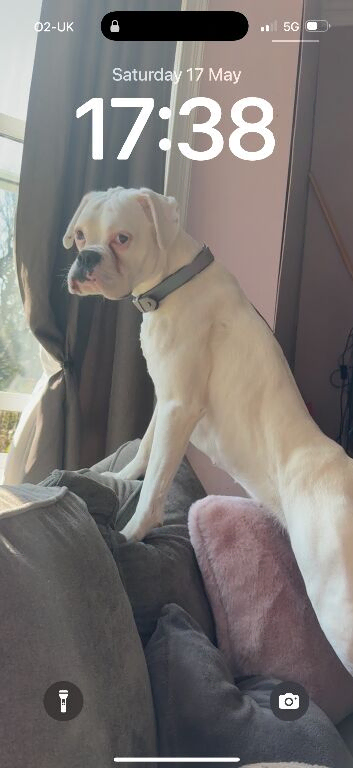 White boxer