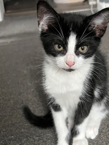 Black Kitten