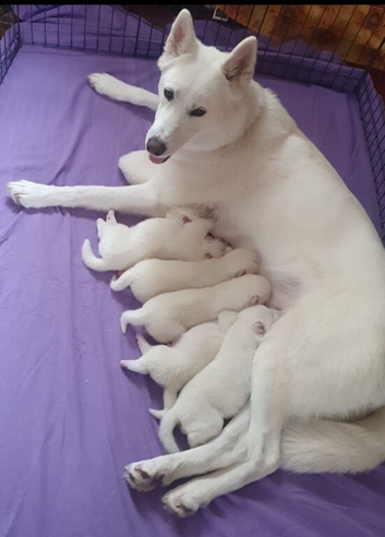 White Siberian Husky Pups
