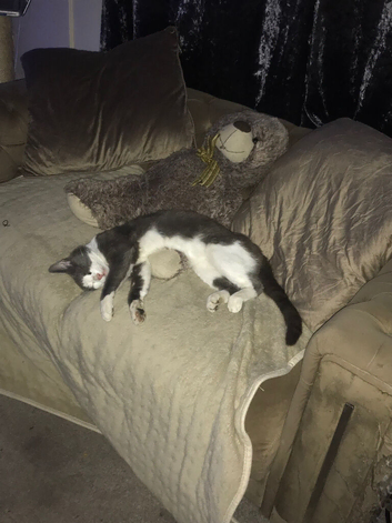 Missing Cat