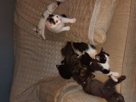 Kittens for sale for forever home