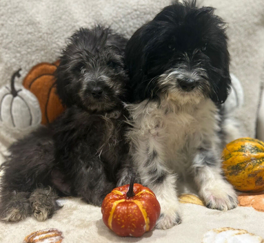 Beautiful Cockerpoo cross puppies