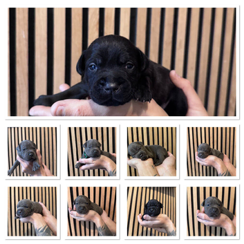 KC Staffordshire bull terriers puppies