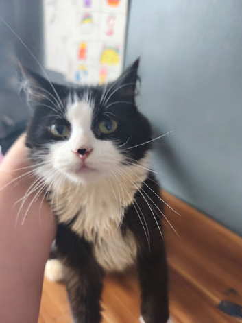 Black and white female called Ozzy