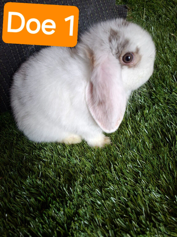 Mini lop babies