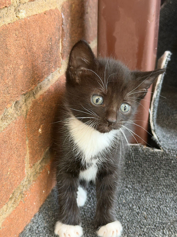 Siamese Cross Kittens Looking for Loving Homes
