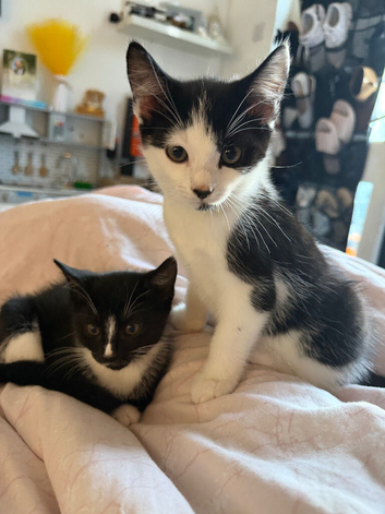 Beautiful kittens for sale - ready now