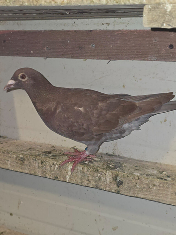 Reccessive red choc melueman 2026 rpra 3rd