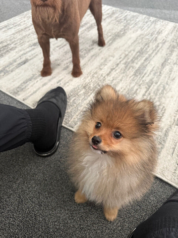 Pure Pomeranian