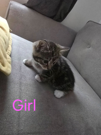 2 Adorable kittens looking for forever home
