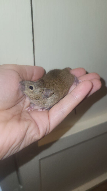 Two baby male mice for new homes