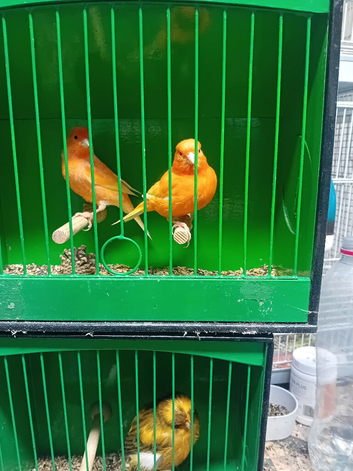 Redfactor Cock birds