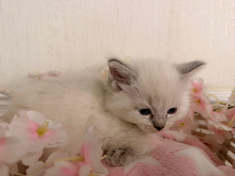 Beautiful Ragdoll kittens