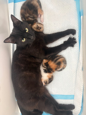 Beautiful baby kittens