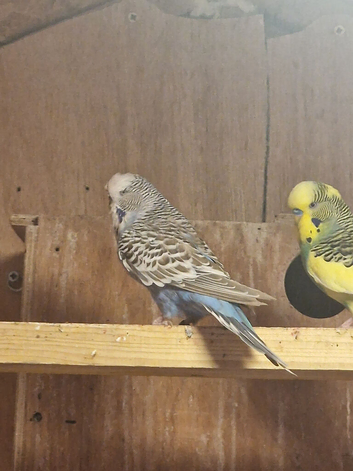 Female budgies for sale