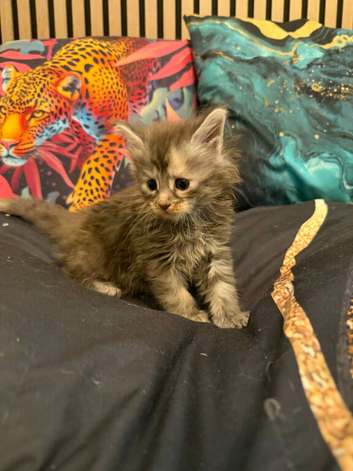 Main coon kittens