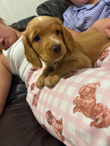 Stunning cocker spaniel puppies
