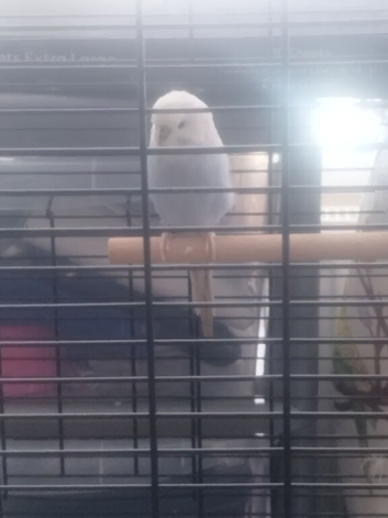budgie and set ups