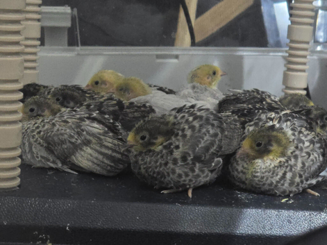 Button quail chicks