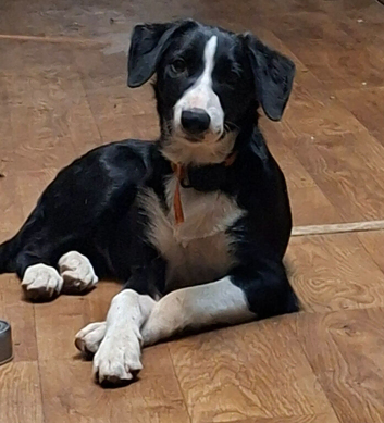 Male Border Collie for sale