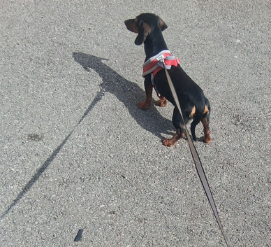 dachshund girl