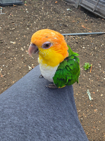 Caiques