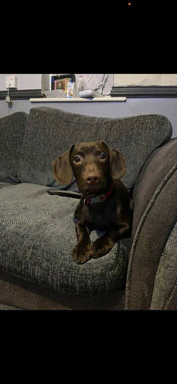 MALE DOCKER. Dachshund, cocker spaniel mixed.