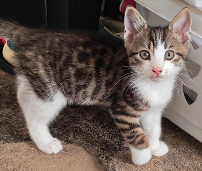 Chunky 10 week old Kitten