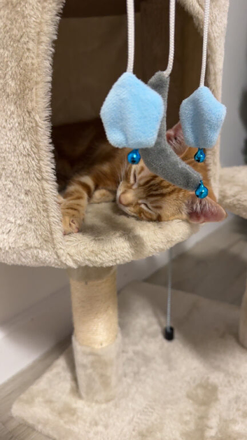 7 month old Simba