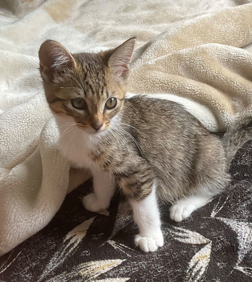 Energetic domestic kitten ( WILLING TO TAKE OFFERS )
