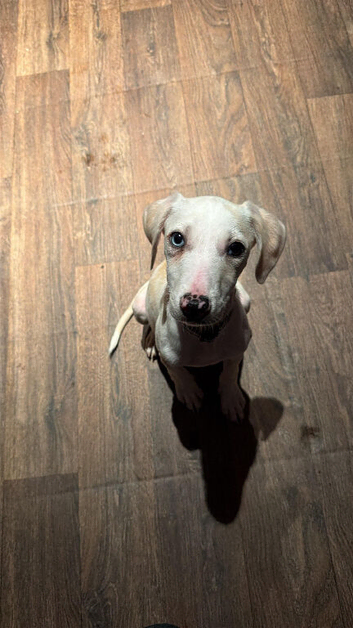 Puppy looking for forever home