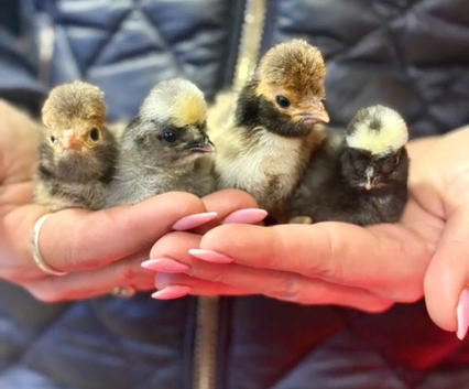 Polish Chicks