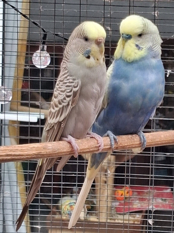 Breeding Pair of budgies