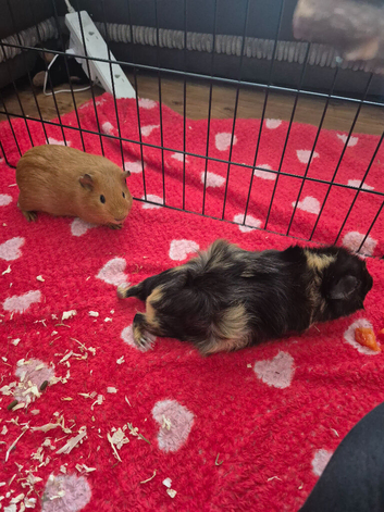 Guinea pigs