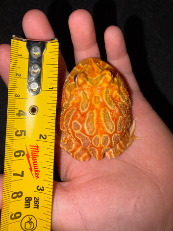 Stunning Strawberry Pacman Frog (Horned Frog) - Healthy & Feeding Well