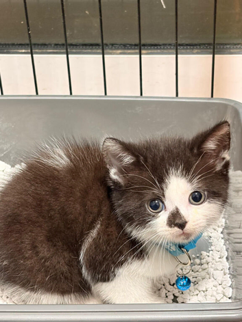 Adorable kitten ready now