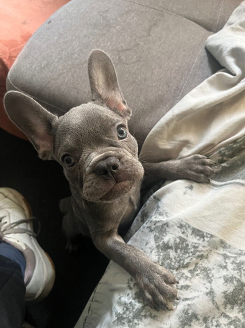 10 week old French bulldog