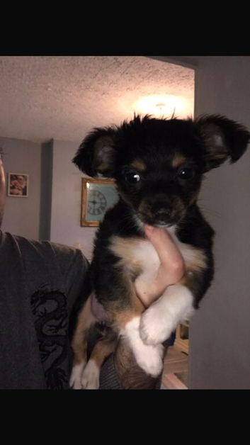 Chorkie chihuahua mix pup for sale &pound;150 good home fee