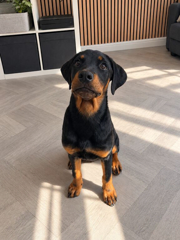 7 month old Rottweiler puppy for sale