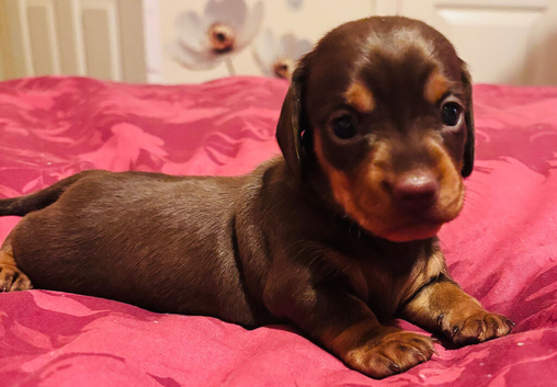 Beautiful chocolate n tan dachshund girl puppies