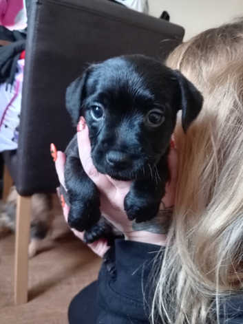 Border terrier cross female pup last one left