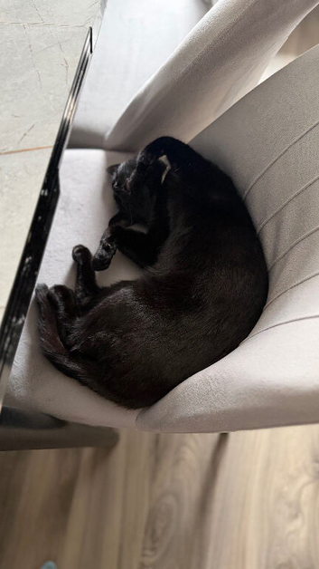 Bombay Cross Cat Looking for a Loving New Home