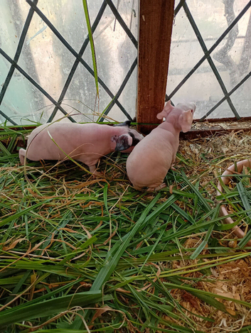 Assorted Skinny pigs for sale 2026