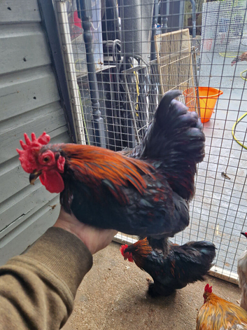 Show quality very small size pekin bantam