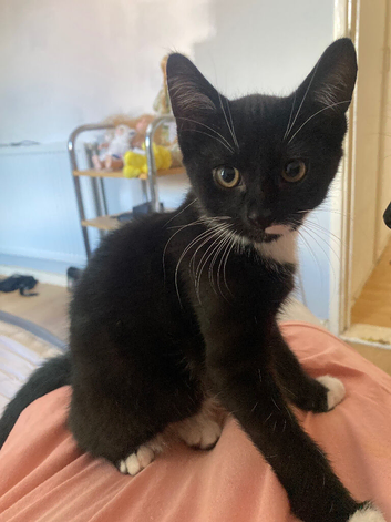 Boy and girl kitten for sale