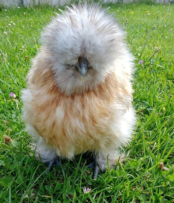 USA SUPER FLUFFY SILKIES &POLISH
