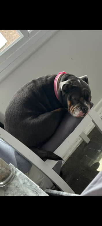 English bulldog x pocket bully