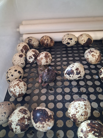 Hatching eggs for sale