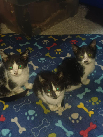 Kittens for sale